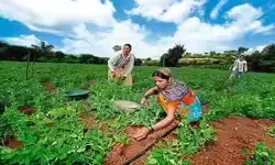 ఉద్యాన పంటల సబ్సిడీలకు దరఖాస్తుల ఆహ్వానం ఉద్యాన పంటల సబ్సిడీలకు దరఖాస్తుల ఆహ్వానం