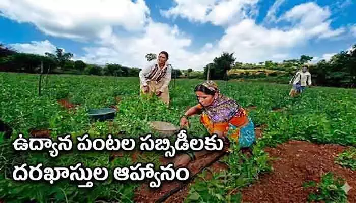 ఉద్యాన పంటల సబ్సిడీలకు దరఖాస్తుల ఆహ్వానం ఉద్యాన పంటల సబ్సిడీలకు దరఖాస్తుల ఆహ్వానం