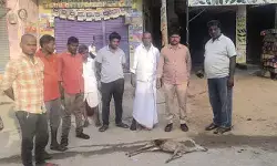 కుక్కల దాడిలో కొండగొర్రె మృతి.. పరిశీలిస్తున్న ఫారెస్ట్ అధికారులు కుక్కల దాడిలో కొండగొర్రె మృతి.. పరిశీలిస్తున్న ఫారెస్ట్ అధికారులు