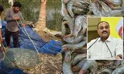 గుడ్ న్యూస్.. రొయ్యల ఫీడ్ ధరల పెంపుపై బ్రేక్.. ప్రత్యేక కమిటీ ఏర్పాటు: మంత్రి