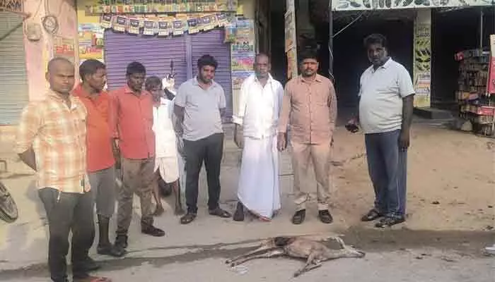 కుక్కల దాడిలో కొండగొర్రె మృతి.. పరిశీలిస్తున్న ఫారెస్ట్ అధికారులు కుక్కల దాడిలో కొండగొర్రె మృతి.. పరిశీలిస్తున్న ఫారెస్ట్ అధికారులు