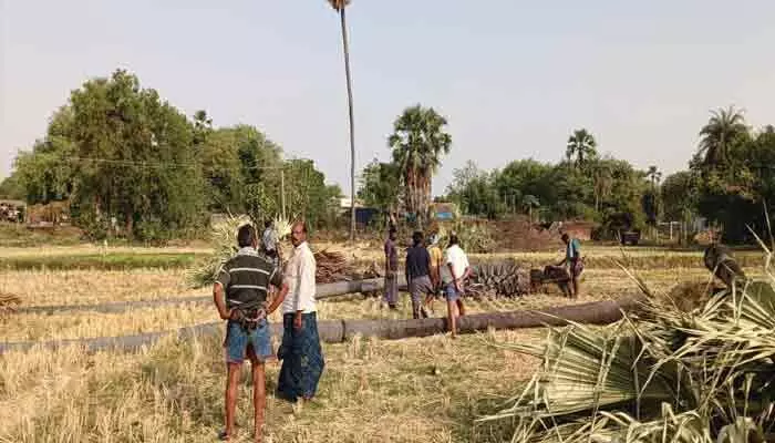 అనుమతి లేకుండా తాటి చెట్ల నరికివేత.. గీత కార్మికులు తీవ్ర ఆవేదన అనుమతి లేకుండా తాటి చెట్ల నరికివేత.. గీత కార్మికులు తీవ్ర ఆవేదన