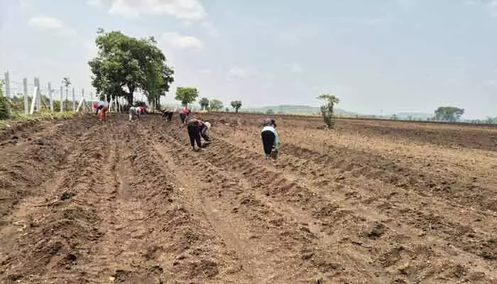 తొలకరి వర్షాలకు.. జోరందుకున్న వ్యవసాయ పనులు తొలకరి వర్షాలకు.. జోరందుకున్న వ్యవసాయ పనులు