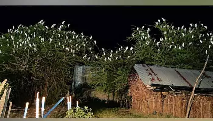 గ్రామానికి ప్రత్యేక శోభ.. చెట్ల పై వందలాది కొంగల సందడి గ్రామానికి ప్రత్యేక శోభ.. చెట్ల పై వందలాది కొంగల సందడి