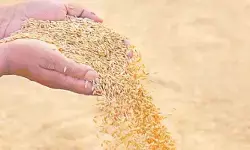 కమీషన్ పైసలివ్వరా? సివిల్ సప్లై కార్పొరేషన్పై ఐకేపీ సభ్యుల ఫైర్ కమీషన్ పైసలివ్వరా? సివిల్ సప్లై కార్పొరేషన్పై ఐకేపీ సభ్యుల ఫైర్