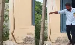 నడిపల్లి పాఠశాలలో నాగుపాము కలకలం