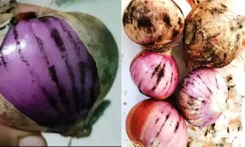ఉల్లిపాయలపై నల్లటి మచ్చలు.. కిడ్నీ, లివర్‌లను డ్యామేజ్ చేస్తాయా?
