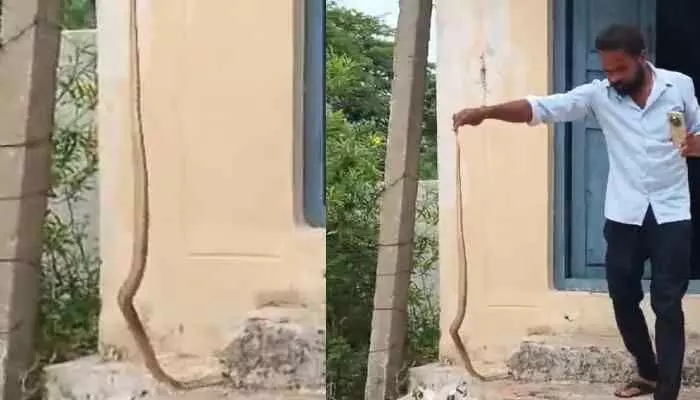 నడిపల్లి పాఠశాలలో నాగుపాము కలకలం నడిపల్లి పాఠశాలలో నాగుపాము కలకలం