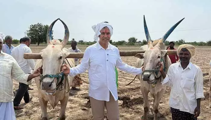 రైతుగా మారిన ఎమ్మెల్యే పార్థసారథి రైతుగా మారిన ఎమ్మెల్యే పార్థసారథి