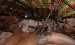 అక్రమంగా తరలిస్తున్న పశువుల పట్టివేత