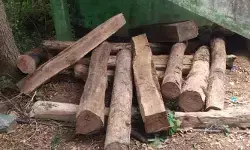 టేకు కలపను పట్టుకున్న ఫారెస్ట్ అధికారులు