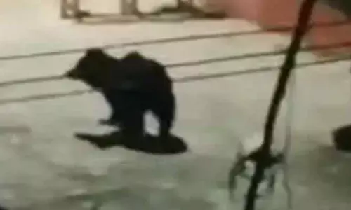 గట్టుభూత్కూర్‌లో ఎలుగుబంటి కలకలం!