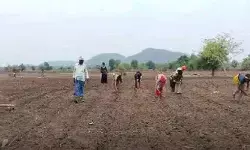 ఖరీఫ్ కలవరం.. కనిపించని వరుణుడి జాడ!