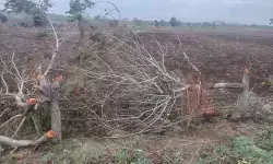 పచ్చని చెట్లపై గొడ్డలి వేటు!