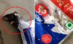 పెరుగు ప్యాకెట్లో చచ్చిన ఎలుక పిల్ల పెరుగు ప్యాకెట్లో చచ్చిన ఎలుక పిల్ల