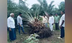 పామాయిల్ రైతులకు అలర్ట్.. రైతులకు ఉద్యాన శాఖ కీలక సూచనలు పామాయిల్ రైతులకు అలర్ట్.. రైతులకు ఉద్యాన శాఖ కీలక సూచనలు