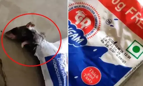 పెరుగు ప్యాకెట్‌లో చచ్చిన ఎలుక పిల్ల