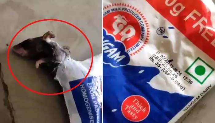 పెరుగు ప్యాకెట్లో చచ్చిన ఎలుక పిల్ల పెరుగు ప్యాకెట్లో చచ్చిన ఎలుక పిల్ల