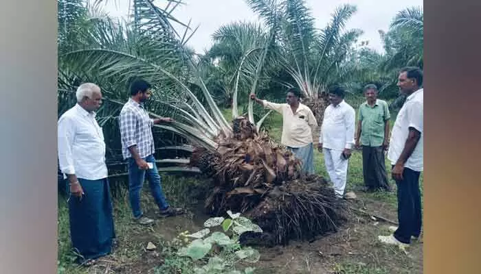 పామాయిల్ రైతులకు అలర్ట్.. రైతులకు ఉద్యాన శాఖ కీలక సూచనలు పామాయిల్ రైతులకు అలర్ట్.. రైతులకు ఉద్యాన శాఖ కీలక సూచనలు
