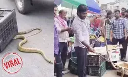 VIRAL: ఒళ్లు జలదరించే ఘటన.. పండ్ల బండిలో ప్రత్యక్షమైన 9 అడుగుల పాము