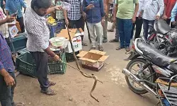 పండ్ల బండిలో 9 అడుగుల పాము కలకలం