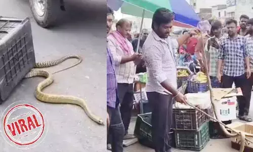 VIRAL: ఒళ్లు జలదరించే ఘటన.. పండ్ల బండిలో ప్రత్యక్షమైన 9 అడుగుల పాము