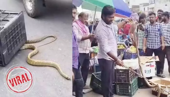 VIRAL: ఒళ్లు జలదరించే ఘటన.. పండ్ల బండిలో ప్రత్యక్షమైన 9 అడుగుల పాము VIRAL: ఒళ్లు జలదరించే ఘటన.. పండ్ల బండిలో ప్రత్యక్షమైన 9 అడుగుల పాము