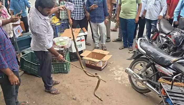 9 అడుగుల పాము కలకలం 9 అడుగుల పాము కలకలం