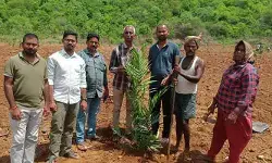 పామాయిల్ సాగును పరిశీలించిన ఏవో.. రైతులకు కీలక సూచనలు