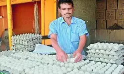 కోడి కాదు.. గుడ్డే కొండెక్కుతోంది.. : ఒక్కో కోడిగుడ్డు రూ.10!