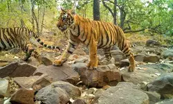 ముగిసిన అమ్రాబాద్ టైగర్ రిజర్వ్‌లో అఖిల భారత పులుల లెక్కింపు