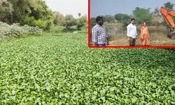 ఎరిమలె వాగులో పేరుకుపోయిన గుర్రపు డెక్క