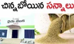 వరి సన్న విత్తనాలు కొనేందుకు ఆసక్తి చూపిన రైతులు