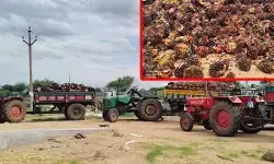 సిరులు కురిపిస్తున్న ఆయిల్ పామ్ సాగు..