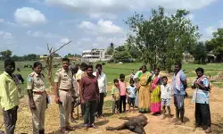 అడవి జంతువు దాడిలో దూడ మృతి