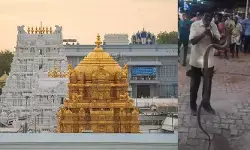 తిరుమలలో భారీ నాగుపాము కలకలం.. పరుగులు తీసిన భక్తులు