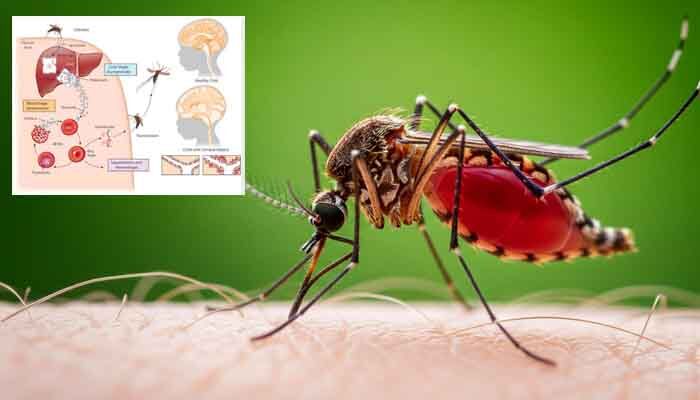 వణికిస్తున్న ‘సెరిబ్రల్ మలేరియా’.. జార్ఖండ్‌లో ముగ్గురు చిన్నారులు మృతి