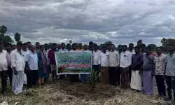 ఆయిల్ పామ్ సాగు.. లాభాలు బాగు