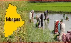 తెలంగాణలో పడిపోయిన పంటల సాగు.. సగం కూడా దాటని పరిస్థితి తెలంగాణలో పడిపోయిన పంటల సాగు.. సగం కూడా దాటని పరిస్థితి