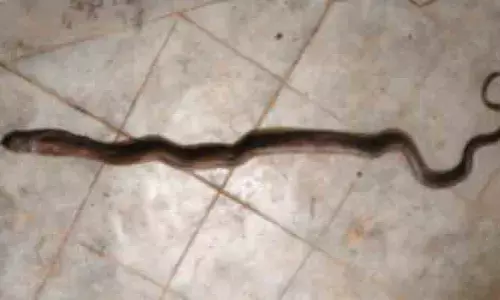 తహసీల్దార్ కార్యాలయంలో నాగుపాము కలకలం
