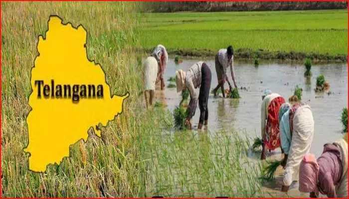 తెలంగాణలో పడిపోయిన పంటల సాగు.. సగం కూడా దాటని పరిస్థితి తెలంగాణలో పడిపోయిన పంటల సాగు.. సగం కూడా దాటని పరిస్థితి