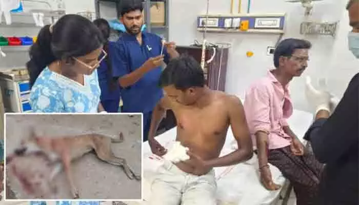 నాగర్కర్నూల్ జిల్లాలో పిచ్చికుక్క స్వైరవిహారం నాగర్కర్నూల్ జిల్లాలో పిచ్చికుక్క స్వైరవిహారం