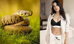 పాములతో బ్రేక్ ఫాస్ట్.. అస్సలు భయం లేదంటూ నభా నటేష్ షాకింగ్ కామెంట్స్!