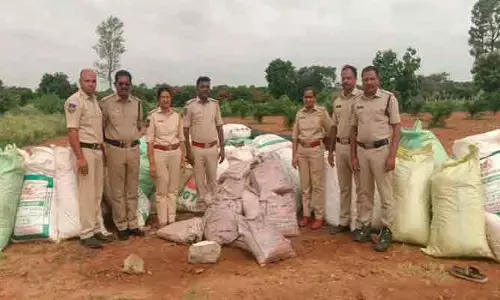 ఫీల్డ్ అసిస్టెంట్ కేతావత్ రాజేష్ వ్యవసాయ పొలంలో నల్ల బెల్లం