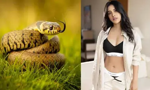 పాములతో బ్రేక్ ఫాస్ట్.. అస్సలు భయం లేదంటూ నభా నటేష్ షాకింగ్ కామెంట్స్!