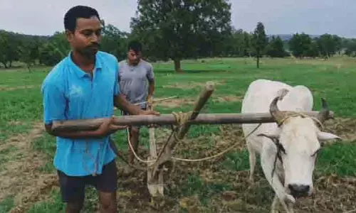 కాడెద్దుగా మారిన రైతు..!