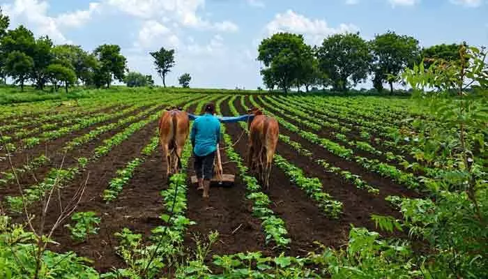 ఖరీఫ్ పై చిగురించిన ఆశలు..! ఖరీఫ్ పై చిగురించిన ఆశలు..!