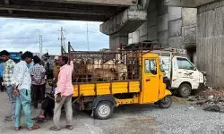 రోడ్డుపైనే మేకలు, గొర్రెల సంత.. అండర్ పాస్ కింద నిలిచిపోయిన ట్రాఫిక్