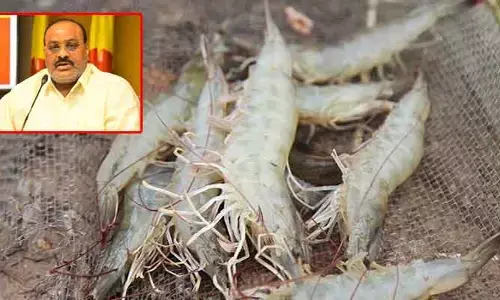 రొయ్యల్లో వైట్ గట్ వ్యాధి.. మత్స్యశాఖ అధికారులకు మంత్రి అచ్చెన్న ఆదేశాలు