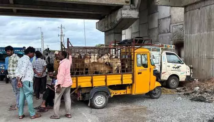 రోడ్డుపైనే మేకలు, గొర్రెల సంత.. అండర్ పాస్ కింద నిలిచిపోయిన ట్రాఫిక్ రోడ్డుపైనే మేకలు, గొర్రెల సంత.. అండర్ పాస్ కింద నిలిచిపోయిన ట్రాఫిక్
